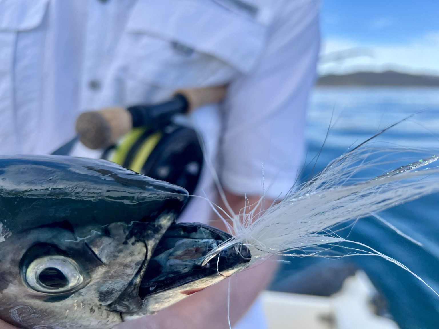 Baja Fly Fishing Report: Roosterfish Action, First Dorado, and Spring ...