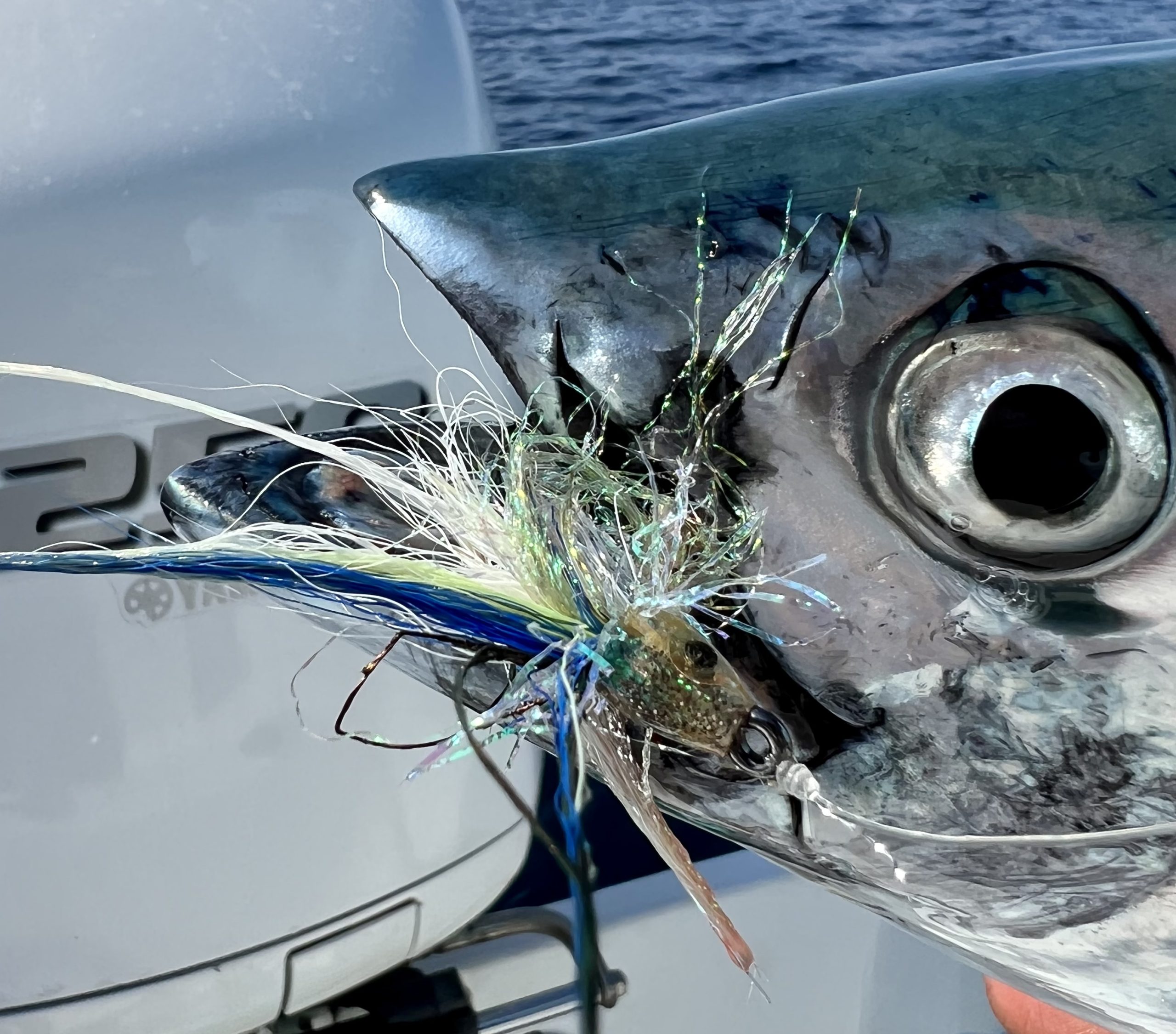 Featured image for “East Cape Baja Fishing Report – Weekly Fly Fishing Update”